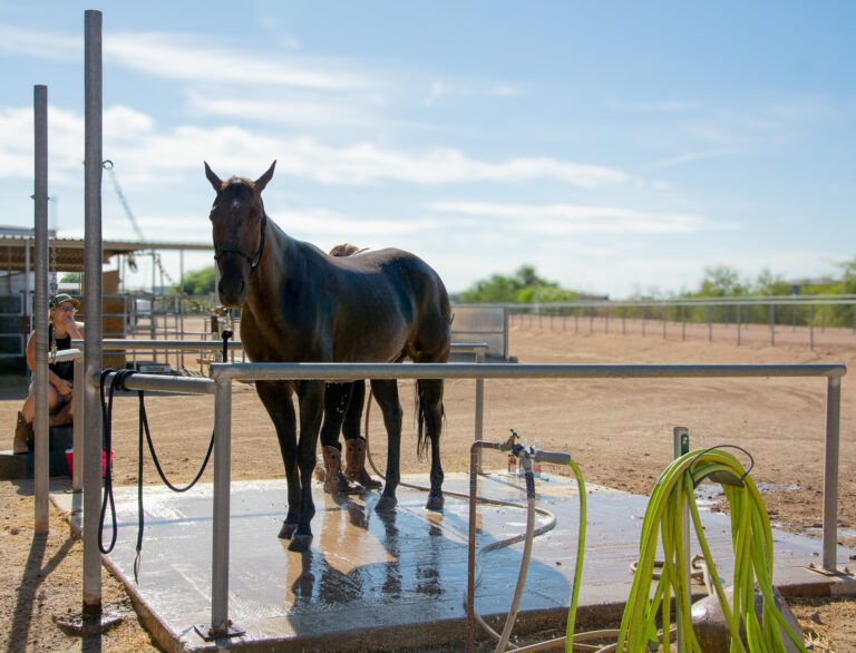 Horse in a wash rack