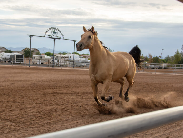 Horse Frolicking in Western Arena